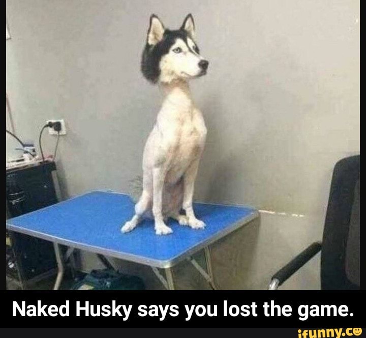 areege mohamed recommends Naked Husky