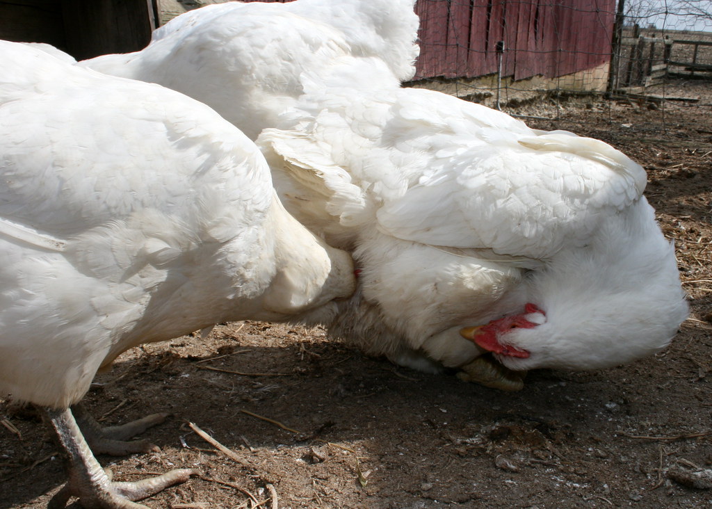 dahir abdullahi share chiken porn photos