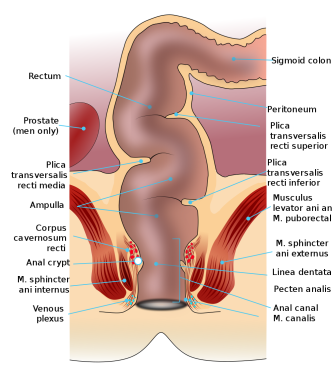 Anal Category shows usa