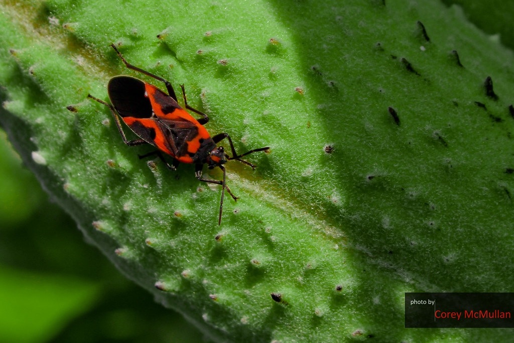 connie knechel recommends bugs on pussy pic