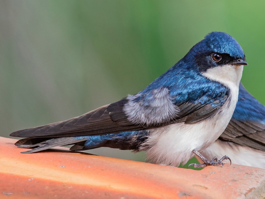 Best of Road head swallow