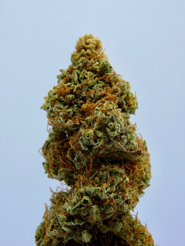 deb saunders recommends guia kush pic