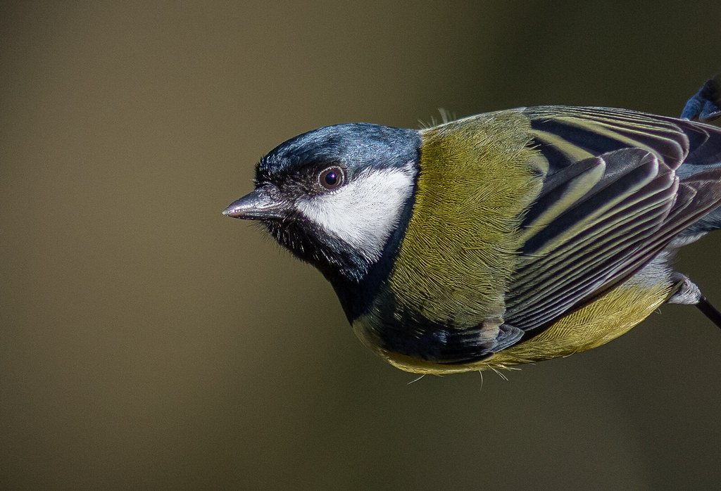 Best of Tit hanging out