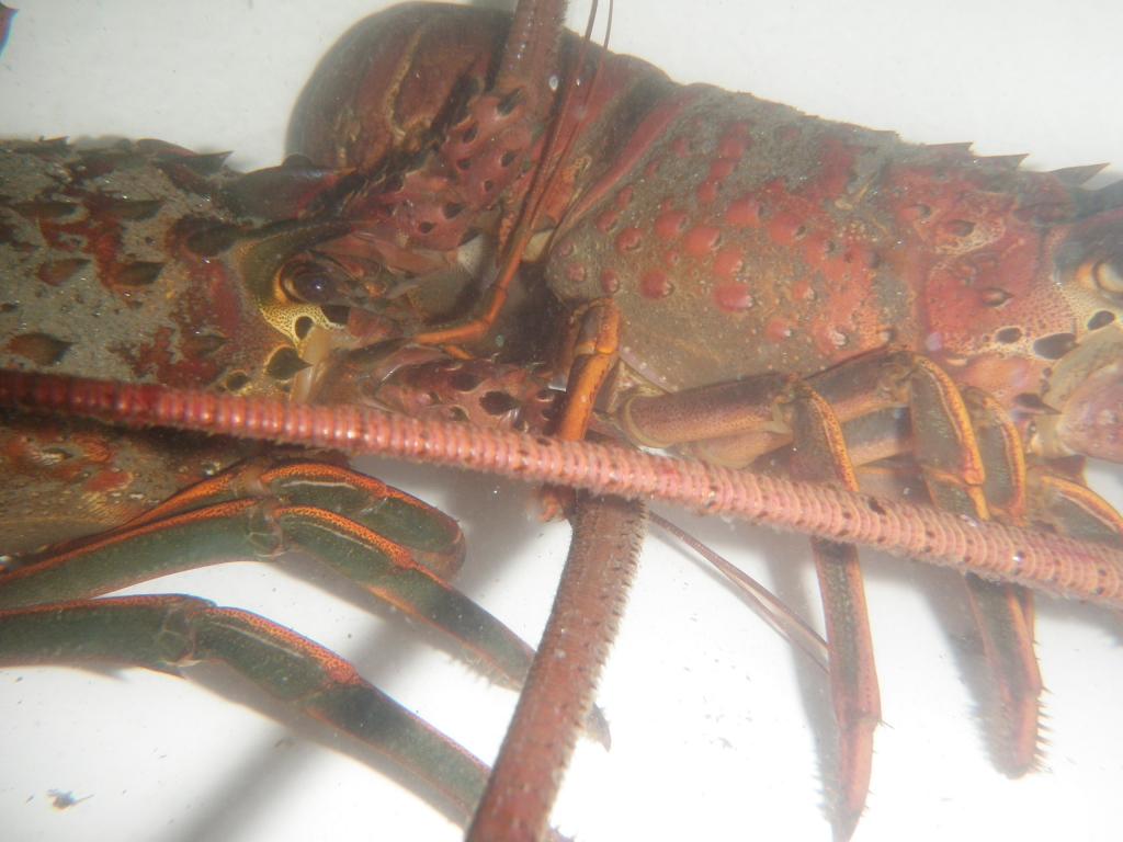 lobster tibe - amature milf bj amateur tits big