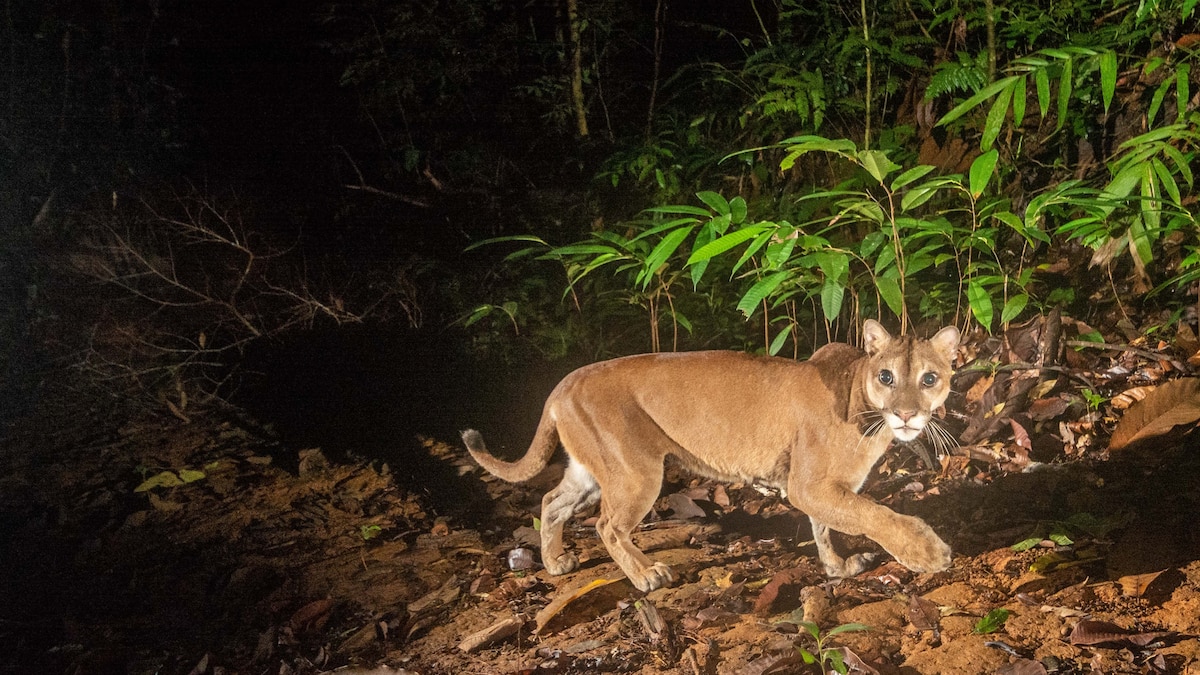 betsy bowers add latin cougars photo