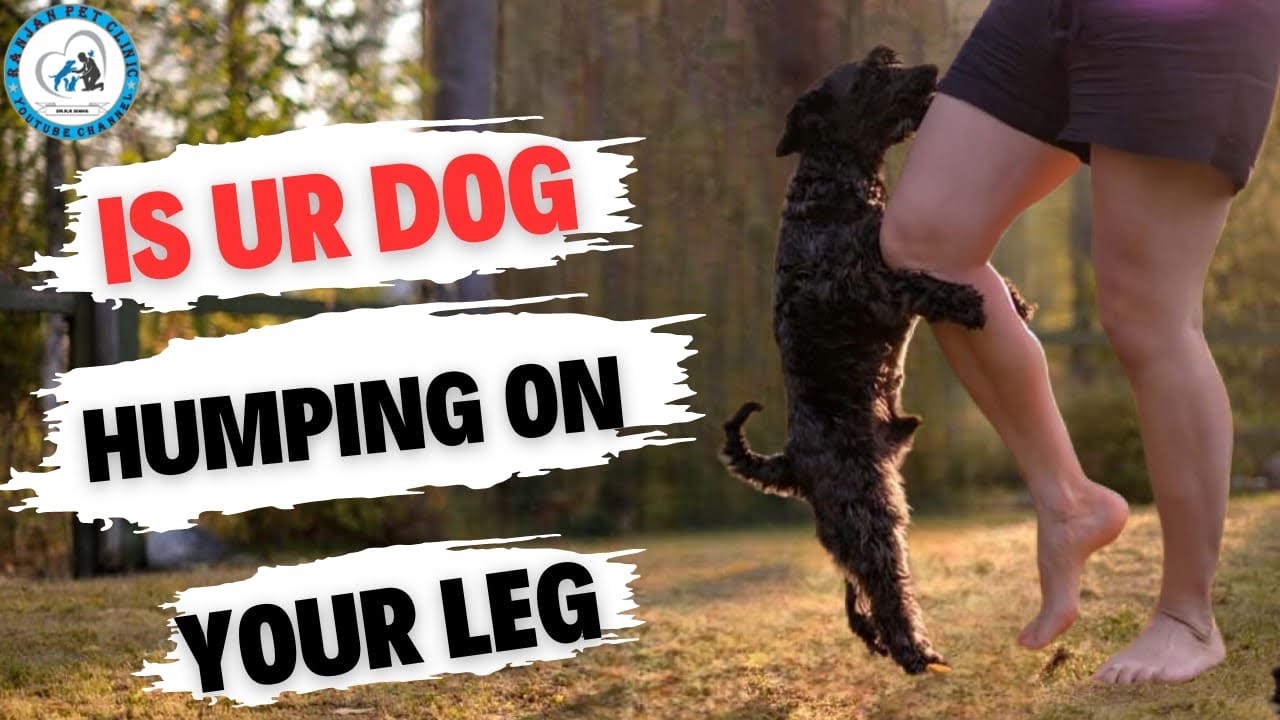 chinthaka samarakoon recommends Leg Humping