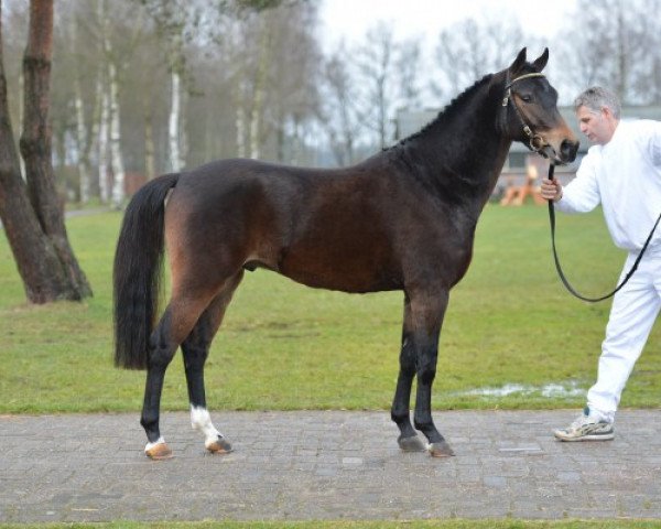 Mimi The Stallion in germany